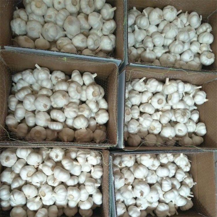 Fresh Garlic 