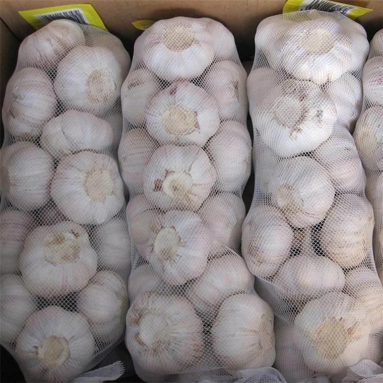 Fresh Garlic 