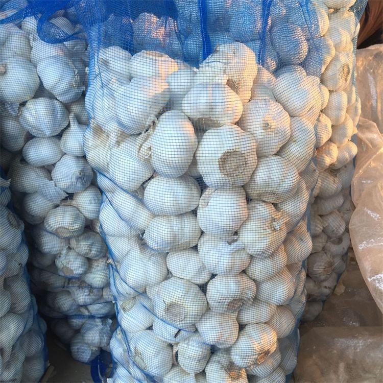 Fresh Garlic 